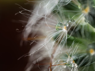 Fototapeta premium Raindrop on The Thorn