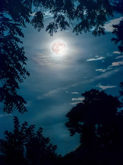 Fototapeta na wymiar Super Moon Framed by Tree branches