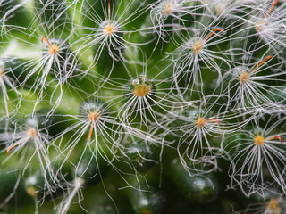 Raindrop on The Thorn