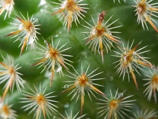 waterdrop on The Thorn