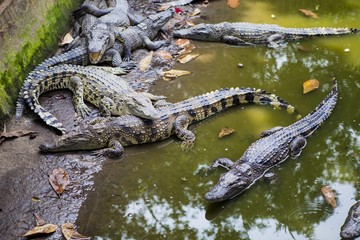 crocodiles in the pond