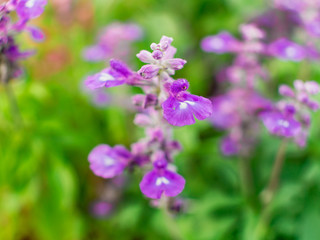 Scarlet Sage Flowers