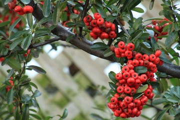 Holly berry tree in botanical garden