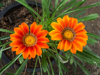 The Orange Treasure flowers