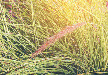 Green grassy fields with trees in summer