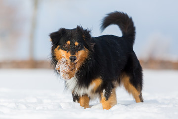 dog with treat bag in the snout in the snow