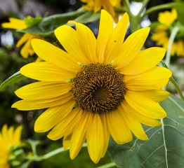beautiful sunflower