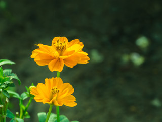 Yellow Cosmos Blooming