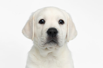 Close-up portrait of cute Labrador puppy Looking proudly on white background, front view