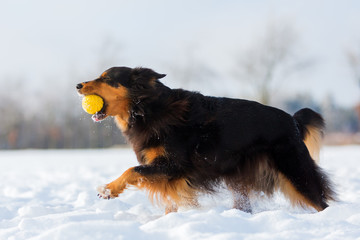 dog with a ball in the snout in the snow