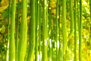 Fototapeta na wymiar zucchini and marrow vegetables in nature.