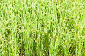 Rice in the rice fields