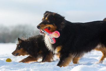two dogs playing in the snow