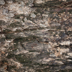 Background striped bark