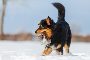 dog with treat bag running in the snow