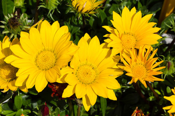 Bright Yellow Flowers