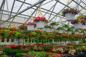 Hanging baskets in greenhouse