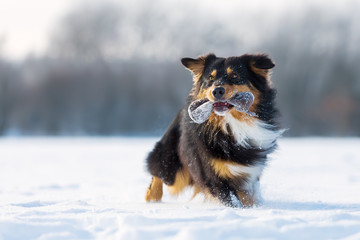 dog with treat bag in the snout in snow