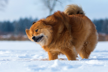 Elo dog shaking fur in the snow