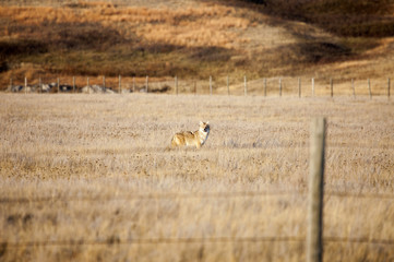 Coyote in Saskatchewan