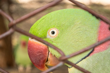 Wild animals in zoo horrible and pathetic