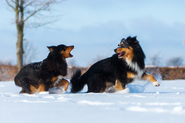two dogs in the snow