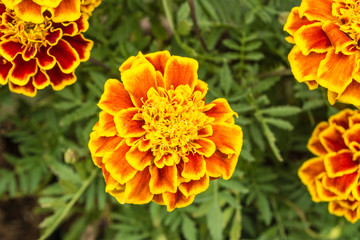 The flowers in the park there are many types and colors very beautiful.