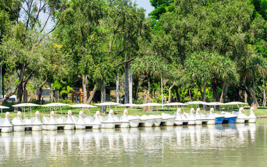  swan pedal boat in the park