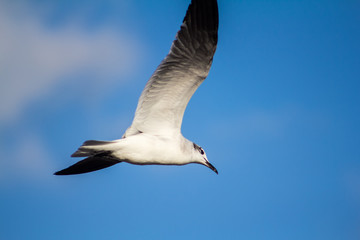 seagull miami beach