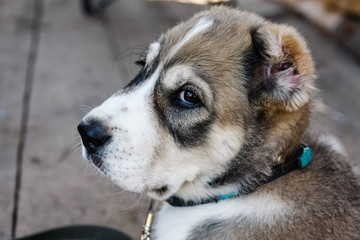 Obraz premium Portrait of young alabai. Siberia, Russia