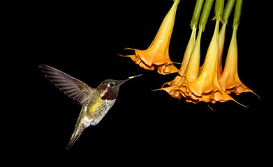 Hummingbird on black background