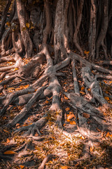 Tree Roots in a park.