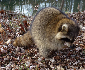 Racoon in the autumn forest