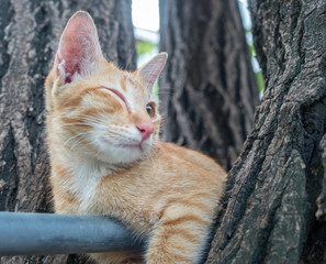 Golden brown kitten on tree