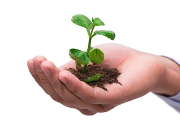 Hand holding seedling in new life concept on white