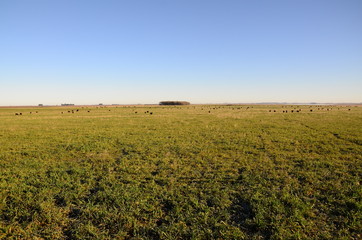 Angus negro en la pampa humeda.