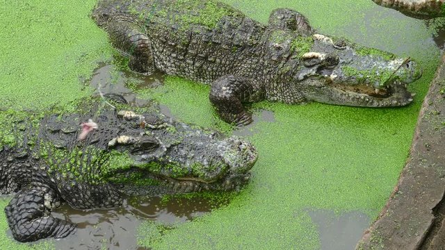 Feeding the crocodile, 4k
