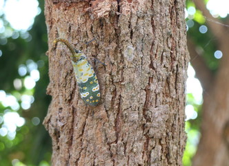 Closeup of a grasshopper on longan tree from Phayoa, Thailand