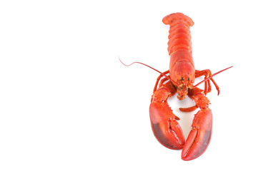 single cooked red lobster isolated on white background
