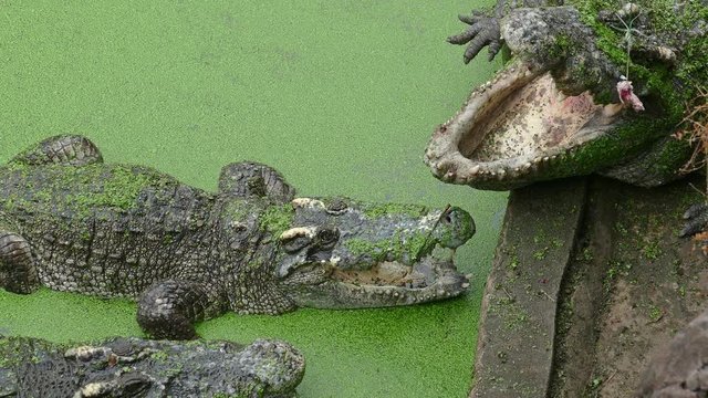 Feeding the crocodile, 4k
