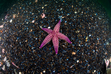 Starfish on the field of shells