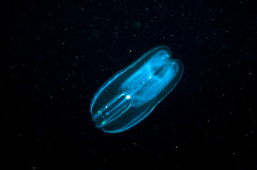 Naklejka premium Comb jellyfish in the deep