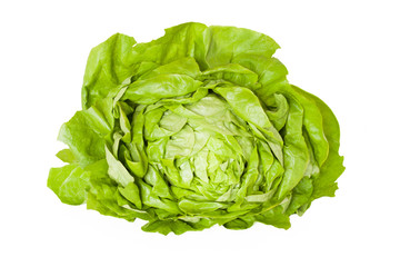 Fototapeta premium Butterhead Lettuce Isolated