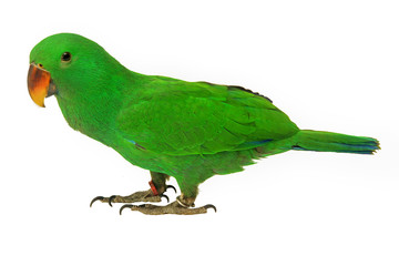 Male Eclectus Parrot, age five months.