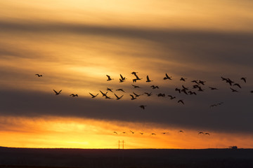 Fototapeta na wymiar Geese in Flight Sunset