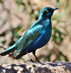 The Cape starling or Cape glossy starling (Lamprotornis nitens) is an iridescent blue 