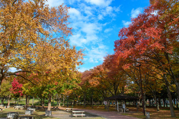 Naklejka premium 青空と紅葉