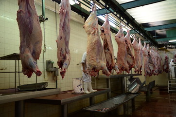 Estadios de carenada de ganado vacuno en frigorífico, camión, media res, carne