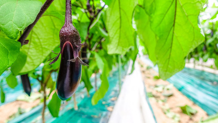 なすび © beeboys