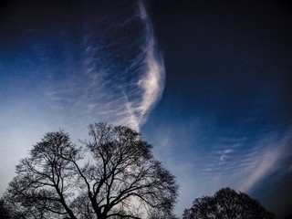 Silhoutte of tree with cloud in dark sky